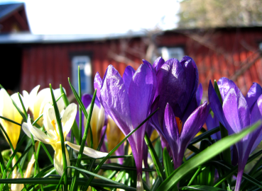 Urban Gardening: Get your Green On!