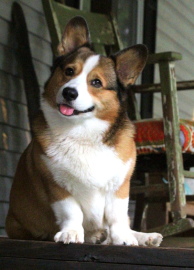 Tuesday’s Trends: Corgi Crazy!