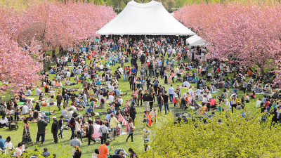 SAKURA MATSURI: CHERRY BLOSSOM FESTIVAL